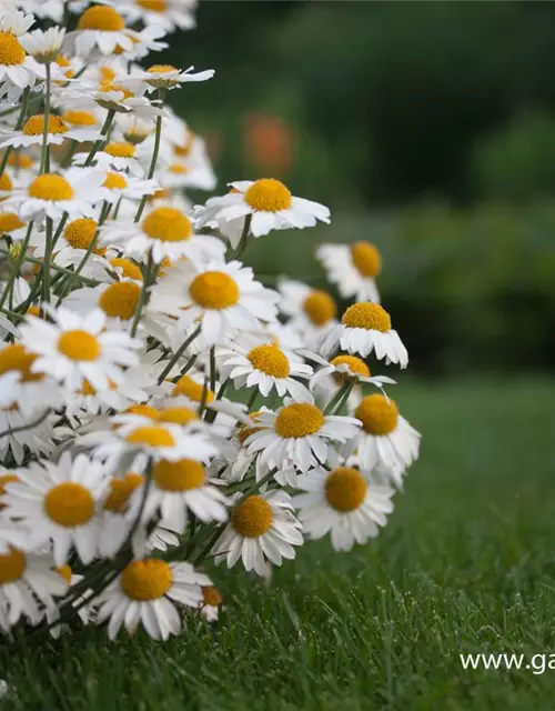 Garten-Färber-Hundskamille 'Tetworth'