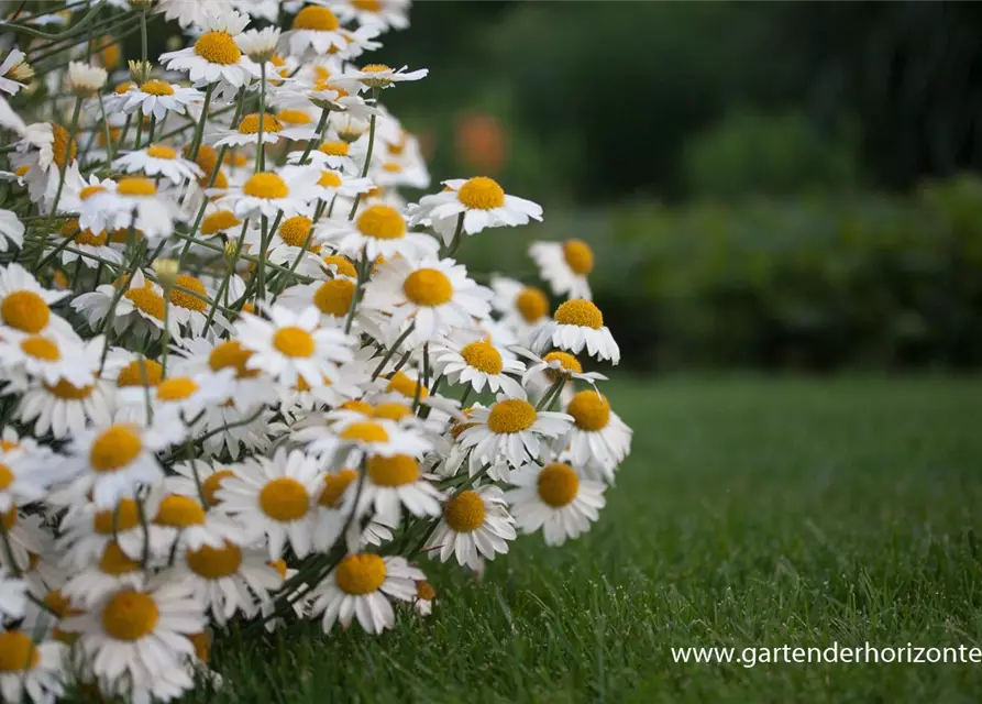 Garten-Färber-Hundskamille 'Tetworth'