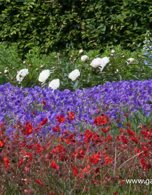 Garten-Nelkenwurz 'Rubin'