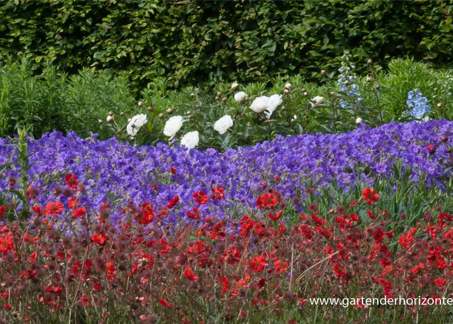 Garten-Nelkenwurz 'Rubin'