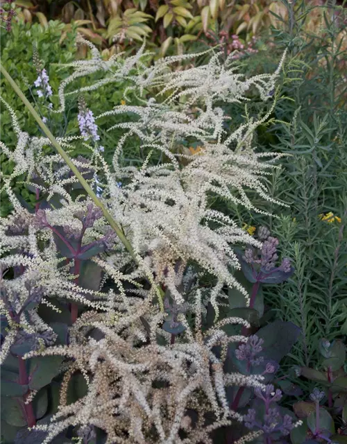 Geschlitztblättriger Garten-Geißbart 'Kneiffii'