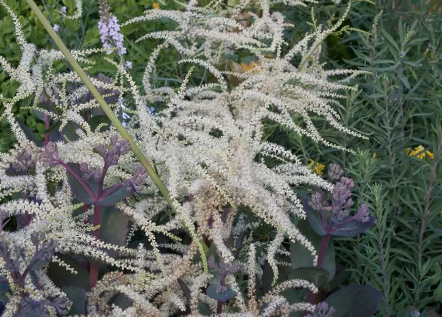 Geschlitztblättriger Garten-Geißbart 'Kneiffii'