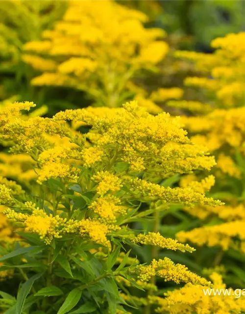 Garten-Goldrute 'Strahlenkrone'