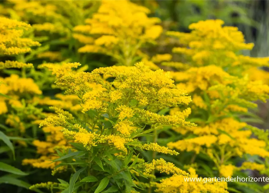 Garten-Goldrute 'Strahlenkrone'