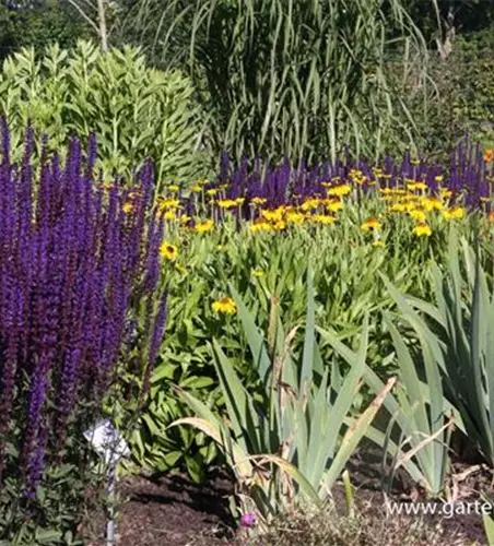 Garten-Blüten-Salbei 'Caradonna'