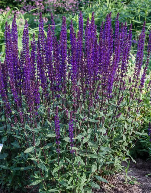 Garten-Blüten-Salbei 'Caradonna'