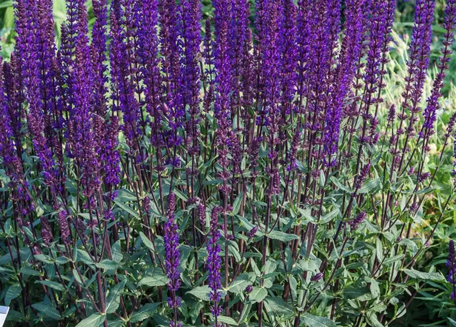 Garten-Blüten-Salbei 'Caradonna'