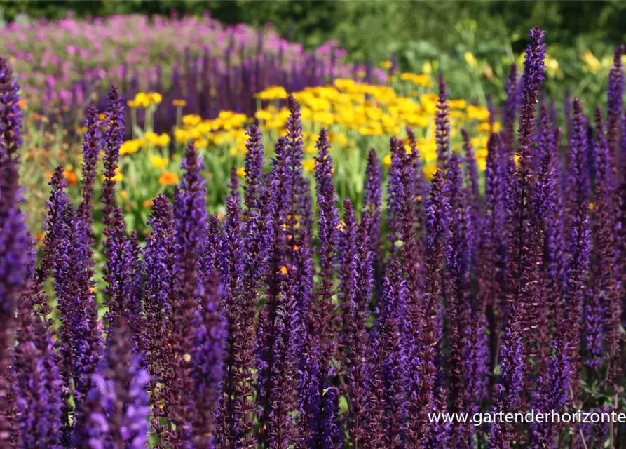 Garten-Blüten-Salbei 'Caradonna'