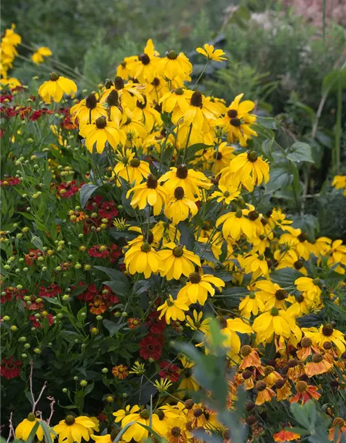 Garten-Fallschirm-Sonnenhut 'Juligold'