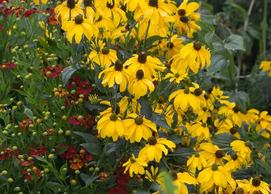 Garten-Fallschirm-Sonnenhut 'Juligold'