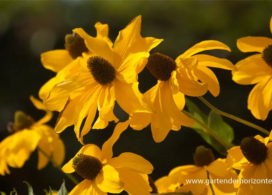 Garten-Fallschirm-Sonnenhut 'Juligold'