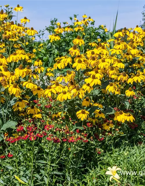 Garten-Fallschirm-Sonnenhut 'Juligold'