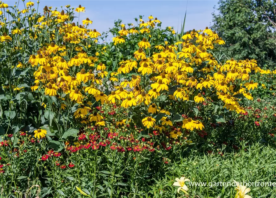 Garten-Fallschirm-Sonnenhut 'Juligold'