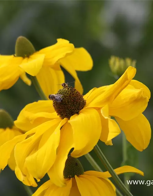 Garten-Fallschirm-Sonnenhut 'Juligold'