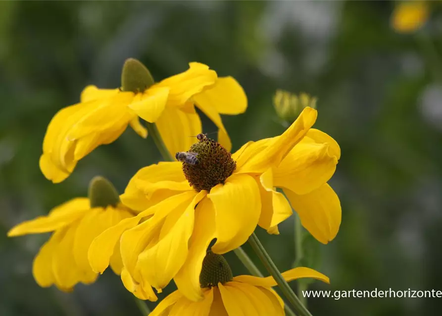 Garten-Fallschirm-Sonnenhut 'Juligold'