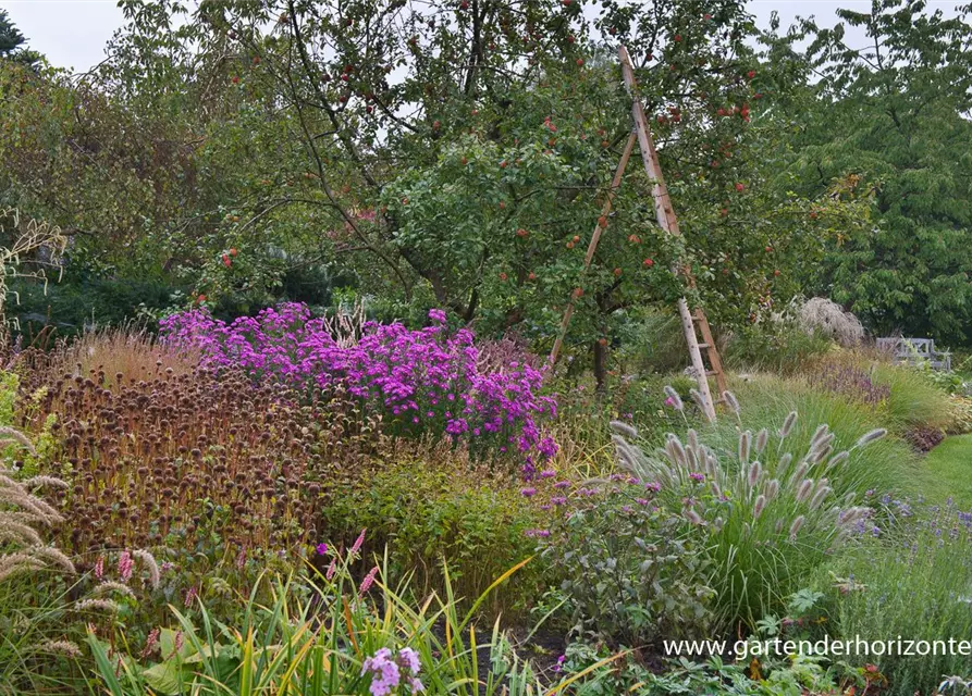 Garten-Glattblatt-Aster 'Karminkuppel'