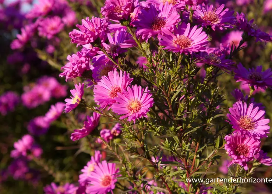 Garten-Glattblatt-Aster 'Karminkuppel'