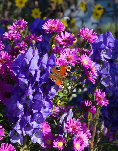 Garten-Glattblatt-Aster 'Karminkuppel'