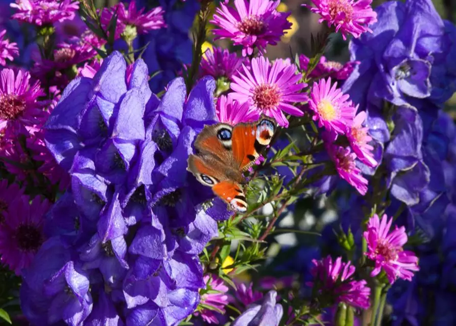 Garten-Glattblatt-Aster 'Karminkuppel'