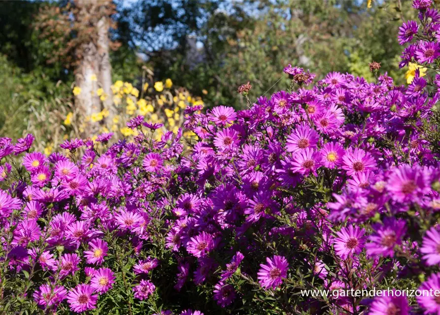 Garten-Glattblatt-Aster 'Karminkuppel'