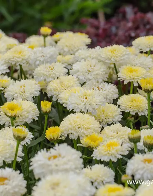 Großblumige Garten-Margerite 'Luna'®