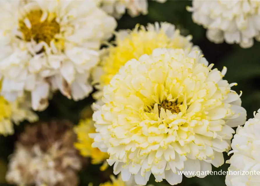 Großblumige Garten-Margerite 'Luna'®