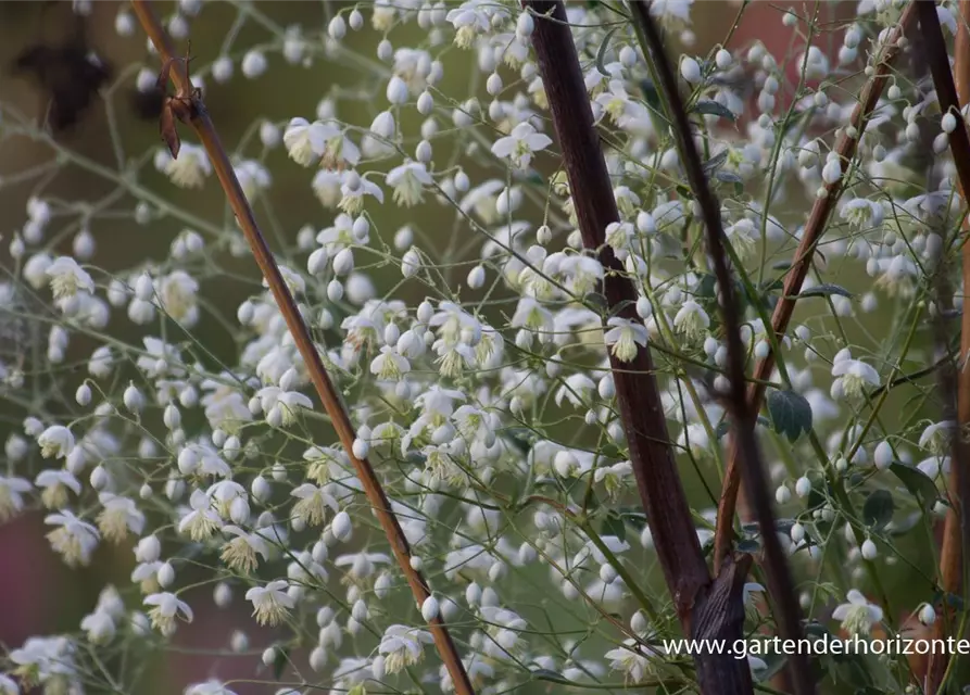 Garten-Wiesenraute 'Album'