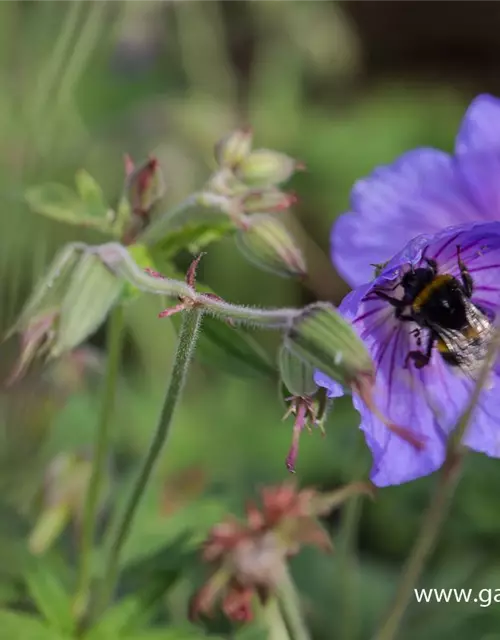 Geranium pratense 'Johnson's Blue'