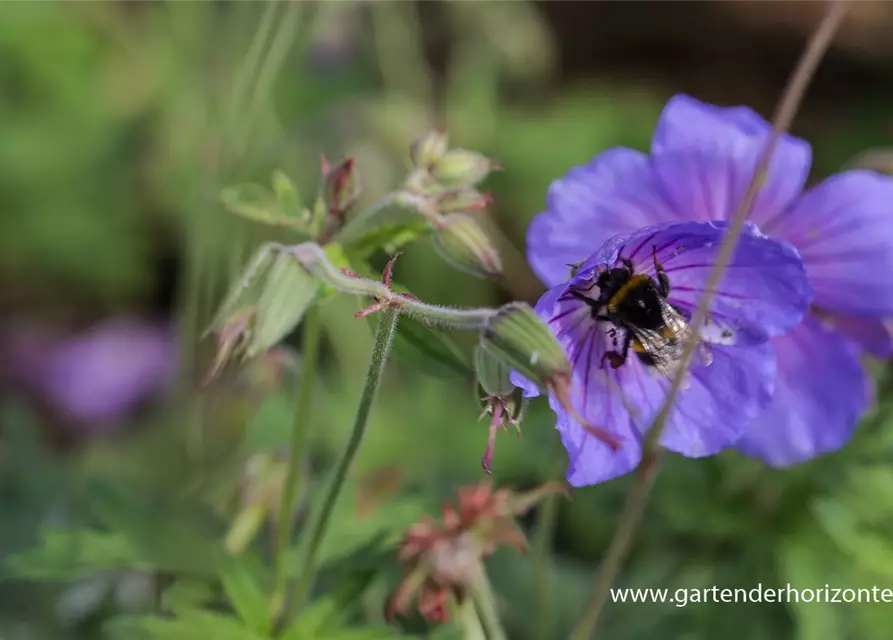 Geranium pratense 'Johnson's Blue'