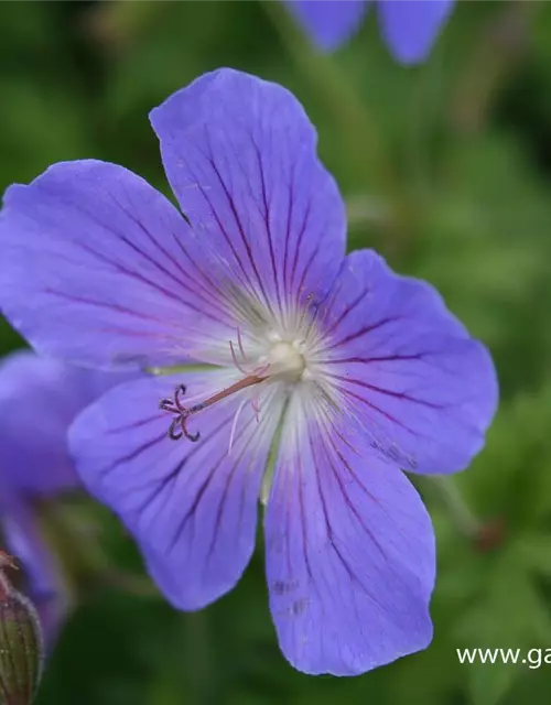 Geranium pratense 'Johnson's Blue'