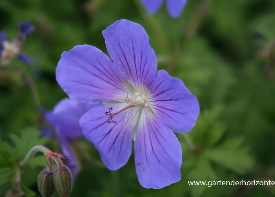 Geranium pratense 'Johnson's Blue'