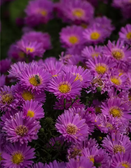 Garten-Kissen-Aster 'Heinz Richard'