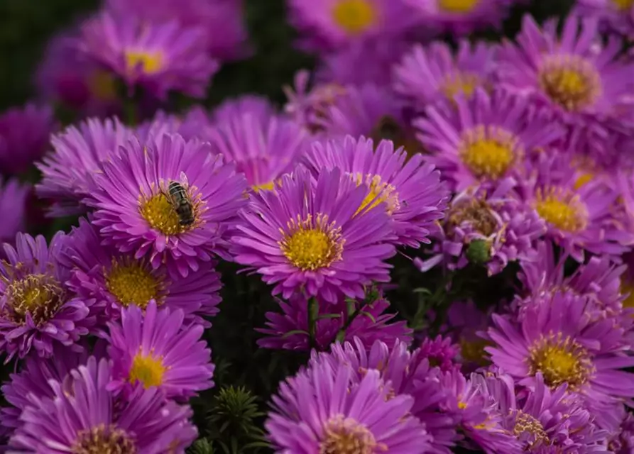 Garten-Kissen-Aster 'Heinz Richard'