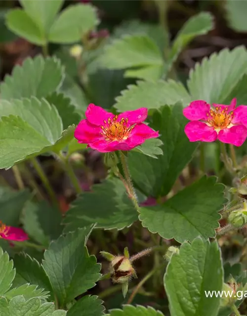 Garten-Zier-Erdbeere 'Red Ruby'