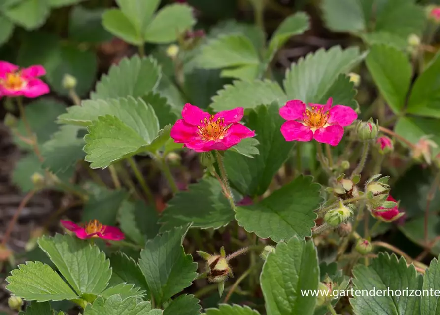 Garten-Zier-Erdbeere 'Red Ruby'