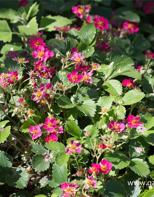 Garten-Zier-Erdbeere 'Red Ruby'