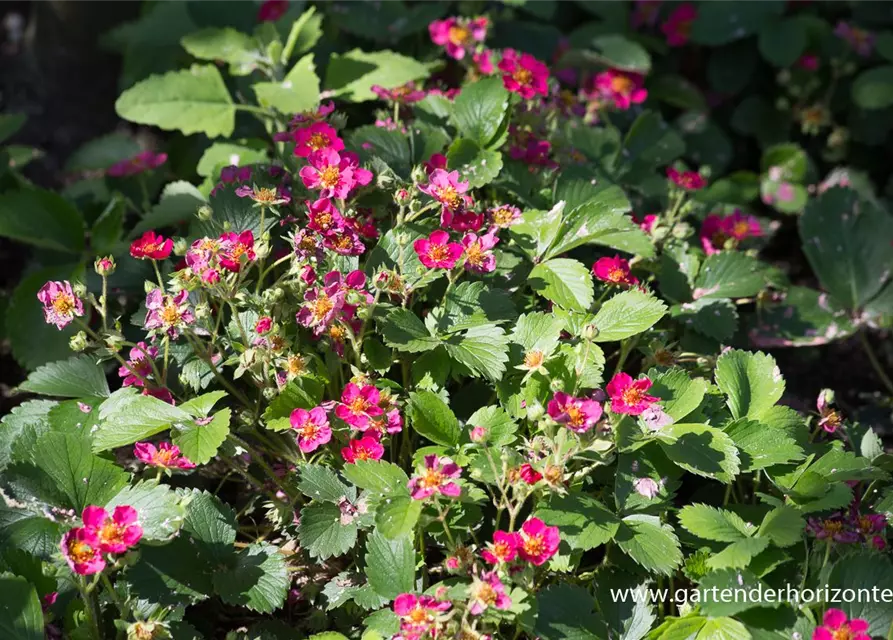 Garten-Zier-Erdbeere 'Red Ruby'