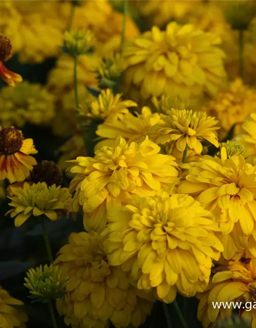 Geschlitztblättriger Sonnenhut 'Goldquelle'