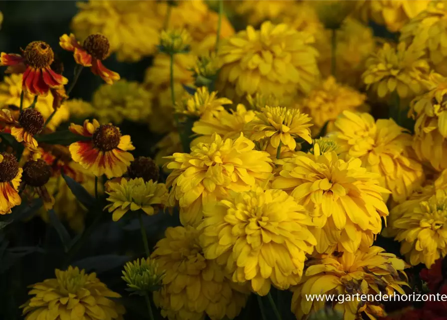 Geschlitztblättriger Sonnenhut 'Goldquelle'