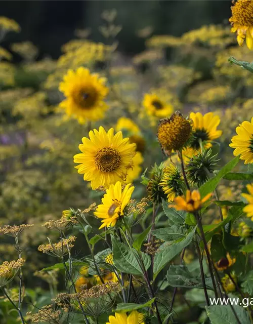 Garten-Stauden-Sonnenblume 'Capenoch Star'