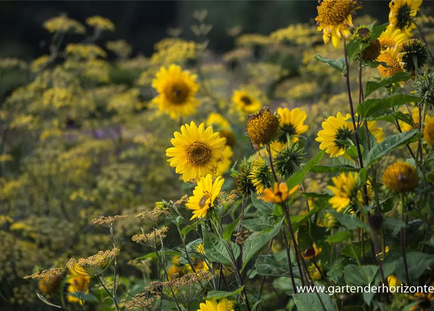 Garten-Stauden-Sonnenblume 'Capenoch Star'