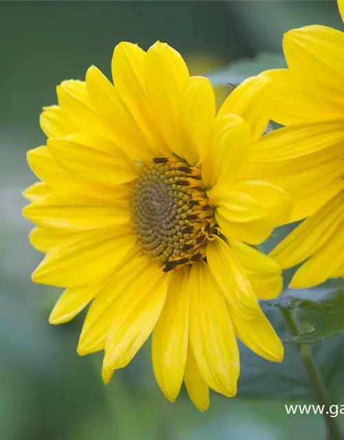 Garten-Stauden-Sonnenblume 'Capenoch Star'