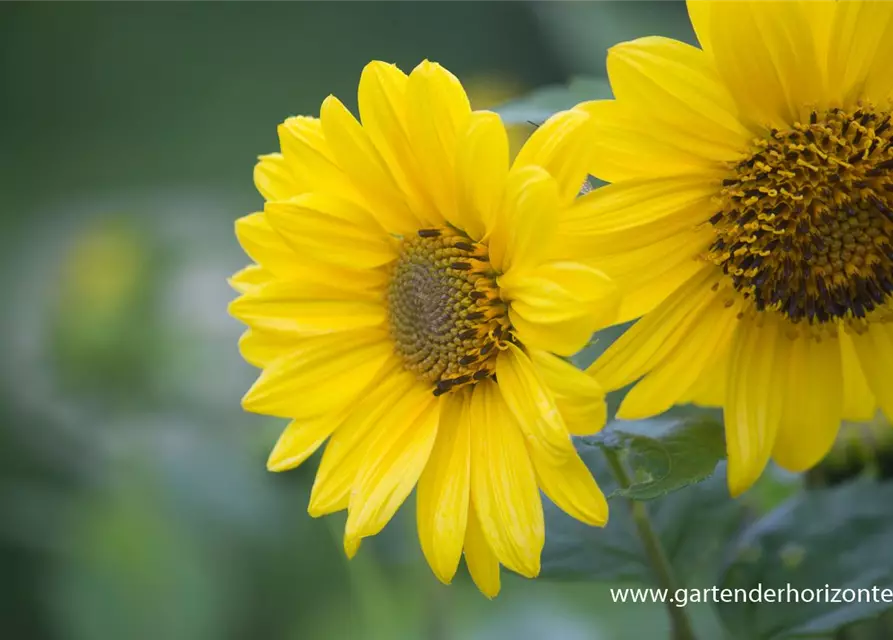 Garten-Stauden-Sonnenblume 'Capenoch Star'