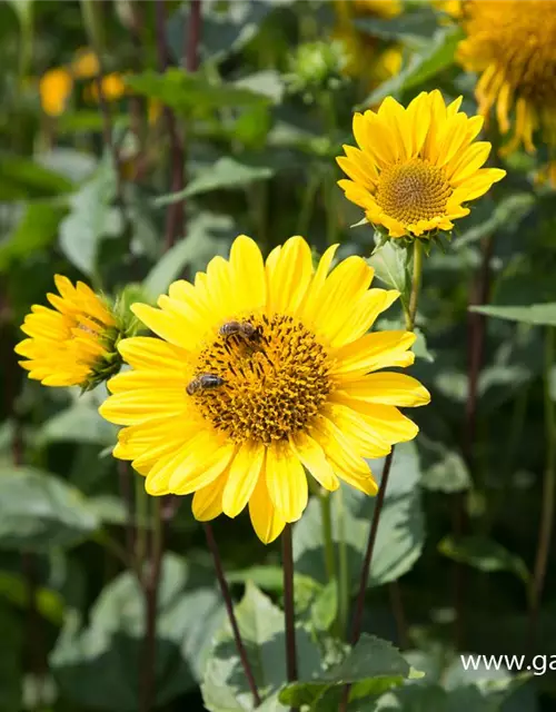 Garten-Stauden-Sonnenblume 'Capenoch Star'