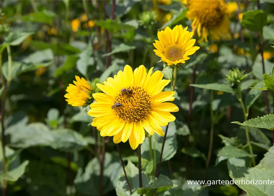 Garten-Stauden-Sonnenblume 'Capenoch Star'