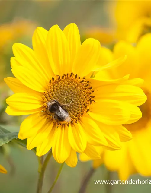 Garten-Stauden-Sonnenblume 'Capenoch Star'