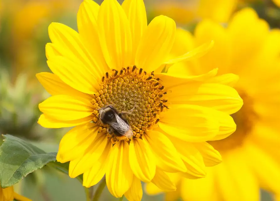 Garten-Stauden-Sonnenblume 'Capenoch Star'