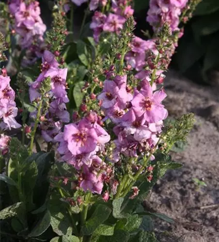 Garten-Königskerze 'Pink Domino'