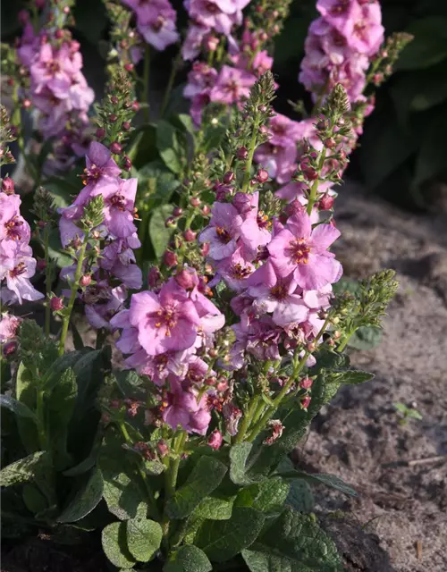 Garten-Königskerze 'Pink Domino'