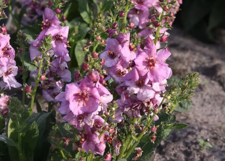 Garten-Königskerze 'Pink Domino'